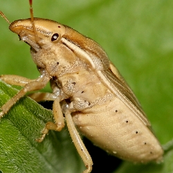 Aelia rostrata